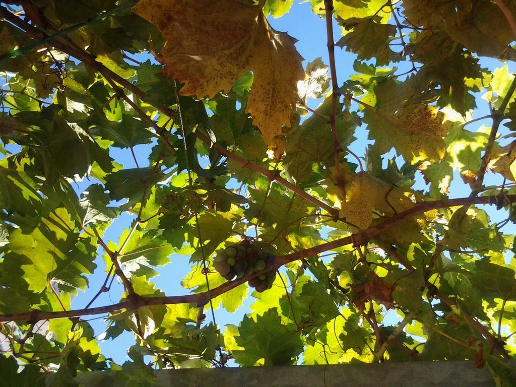 Apartments Donika Komiža Cameră foto